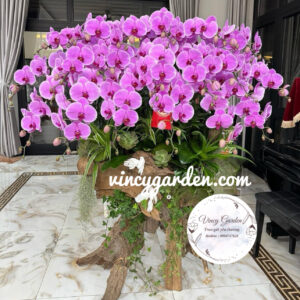 Chậu gỗ lũa lan hồ điệp hồng VIP_ Lan hồ điệp cao cấp nhất Hà Nội_LHĐH10