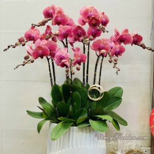Chậu lan hồ điệp Đà Lạt 9 cành màu cam đỏ_LHĐ40
