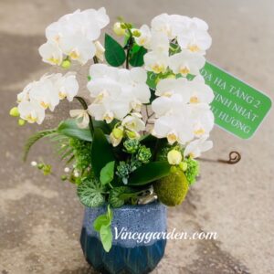 Chậu 5 cành hồ điệp nhí trắng để bàn_LHĐ27