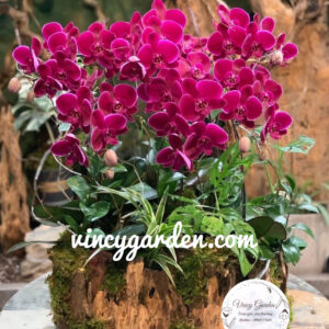 Chậu gỗ lũa mini lan hồ điệp đỏ mận cao cấp_LHDĐ1