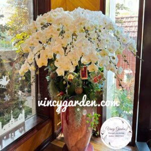 Chậu lan hồ điệp trắng nữ hoàng vip tại Hà Nội_Giao hoa lan tại Hà Nội_LHĐT10