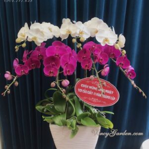 Chậu lan hồ điệp trắng tím 7 cành_LHĐ34