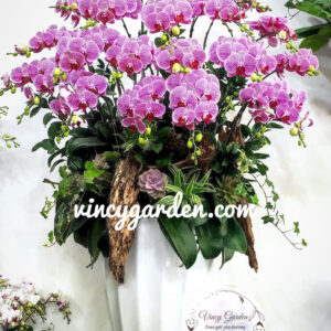 Chậu hoa lan hồ điệp tím vân cao cấp_LHĐT3