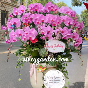 Chậu hoa lan hồ điệp hồng tím ngọt ngào_LHĐH1