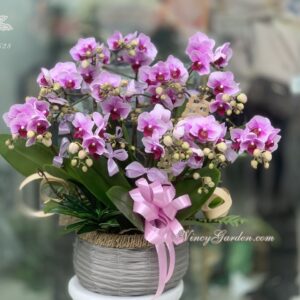 Chậu lan hồ điệp nhí tím 12 cành để bàn_LĐH22