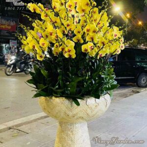 Chậu lan hồ điệp vàng siêu VIP sang trọng đẳng cấp_LHĐ41