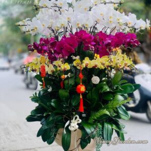 Chậu 70 cành hồ điệp đẹp sang trọng_LHĐ33
