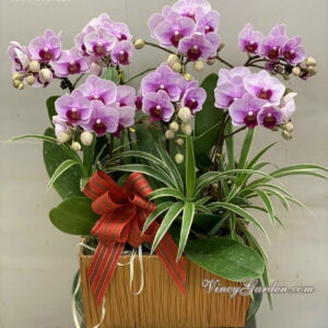 Chậu lan hồ điệp nhí tím 7 cành xinh xắn_LHĐ39