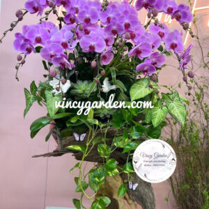 Chậu gỗ lũa lan hồ điệp hồng tím mộng mơ_LHĐH1