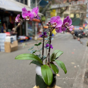 Chậu lan hồ điệp tím nhí 2 cành xinh xắn_LHĐ26