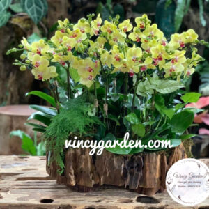 Chậu gỗ lũa lan hồ điệp vàng mini_LHĐV6