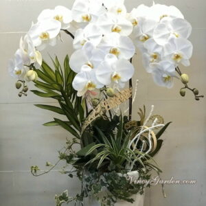 Chậu lan hồ điệp 3 cành màu trắng cao cấp_LHĐ38