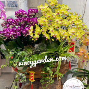 Chậu lan hồ điệp gỗ lũa cao cấp_LHĐGL1