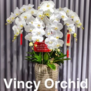 Boom Lan Hồ Điệp Cao Cấp Màu Trắng Sang Trọng Đẳng Cấp LĐH 53