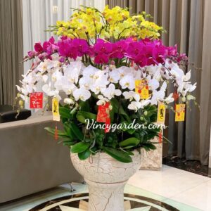 Chậu lan hồ điệp Đà Lạt mix màu cao cấp_LĐH52