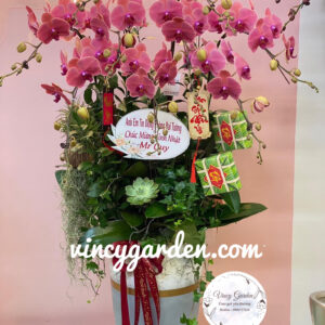 Chậu hoa lan hồ điệp màu cam đất siêu vip_Lan hồ điệp đẳng cấp nhất Hà Nội_LHĐC1