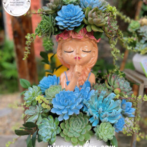 Chậu Hoa Sen Đá Cô Gái Đẹp Độc Lạ Tại Hà Nội_SĐ1