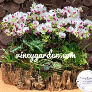 Chậu hoa lan hồ điệp lũa mini trắng tím siêu xinh_LHĐGL2