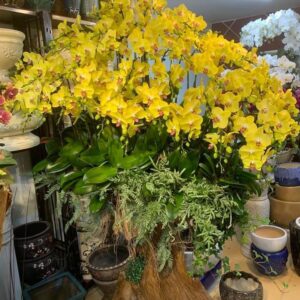 Chậu gỗ lũa đẳng cấp lan hồ điệp vàng_LHĐV5