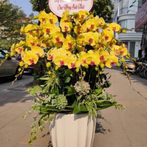 Chậu hoa lan hồ điệp vàng rộn ràng sắc xuân_LHĐV1
