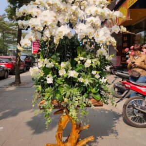 Chậu gỗ lũa lan hồ điệp trắng tinh khôi đẳng cấp doanh nghiệp_LHĐT1