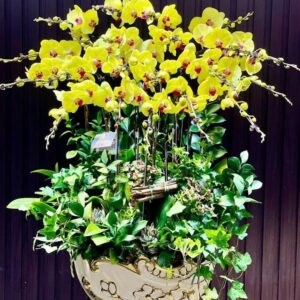 Chậu thuyền lan hồ điệp vàng siêu vip tại Hà Nội_LHĐV2