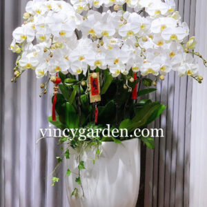 Chậu hoa lan hồ điệp trắng đẳng cấp tại Hà Nội_LHĐT6