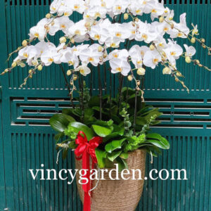 Chậu hoa lan hồ điệp trắng 15 cành _LHĐT2