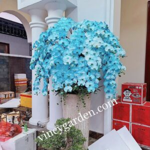 Chậu hoa lan hồ điệp đẳng cấp VIP màu xanh dương_Hoa lan hồ điệp VIP tại Hà Nội_LHĐV1