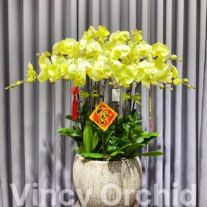 Chậu Bí-Hồ điệp xanh táo cao cấp  LĐH 54