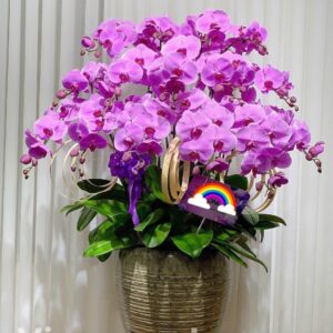 Chậu Lan Hồ Điệp Cao Cấp Màu Tím Hồng LHĐ 56