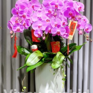 Chậu Lan Hồ Điệp Màu Hồng Tím Cao Cấp  LHĐ 55