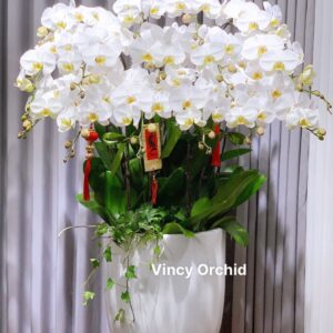 Chậu lan hồ điệp 15 cành màu trắng siêu vip-LHĐ58