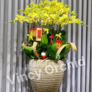 Chậu lan vàng hoàng đế 15 cành - LHĐ59