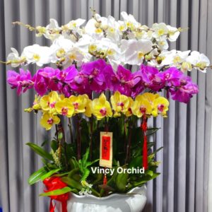 Chậu lan hồ điệp cao cấp, sang trọng mix màu 20 cành -  LHĐ 56