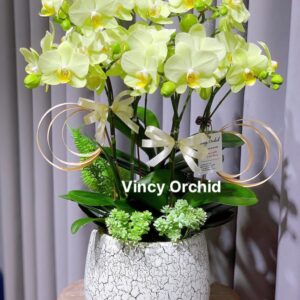 Chậu lan hồ điệp cốm mini để bàn _ LHĐ60