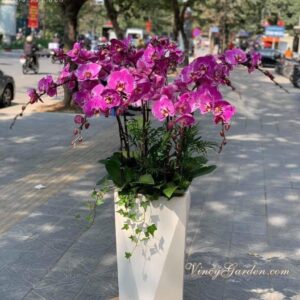 Chậu lan hồ điệp tím 10 cành_LHĐ30