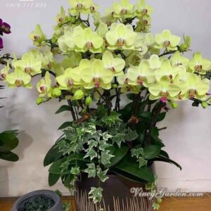 Chậu lan hồ điệp để bàn 12 cành màu xanh_LHĐ42