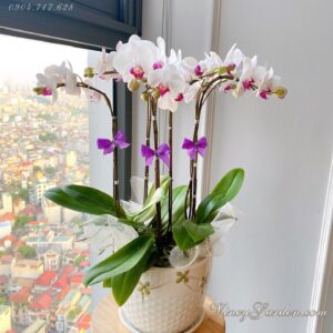 Chậu lan hồ điệp mini để bàn 6 cành siêu xinh_LHĐ45