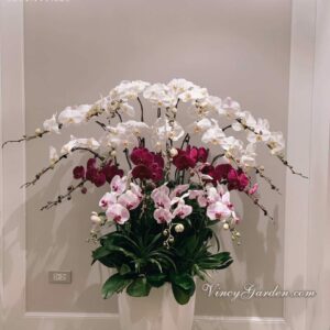 Chậu 19 cành hồ điệp phối màu siêu xinh_LĐH29