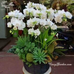 Giỏ lan hồ điệp nhí trắng 12 cành_LHD02