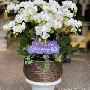 Giỏlan hồ điệp nhí trắng 14 cành_LDH03