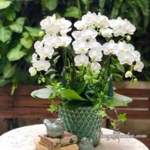 Chậu lan hồ điệp nhí trắng 6 cành_LHD01