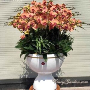 Chậu 50 cành hồ điệp cam đẳng cấp_LHD08