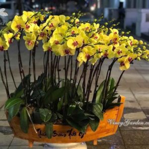 Thuyền lan hồ điệp thuận buồm xuôi gió đẹp đẳng cấp_LHD12