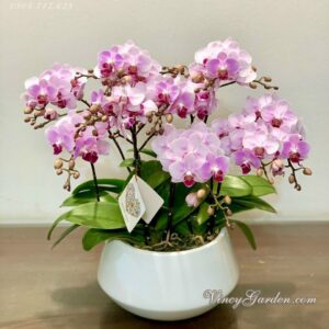 Chậu lan hồ điệp nhí màu tím đẹp lịm tim_LHD05