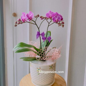 Chậu lan hồ điệp mini để bàn màu tím xinh xắn_LHĐ47