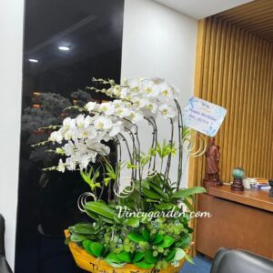 Chậu thuyền lan trắng 16 cành thuận buồm xuôi gió_LHĐ51